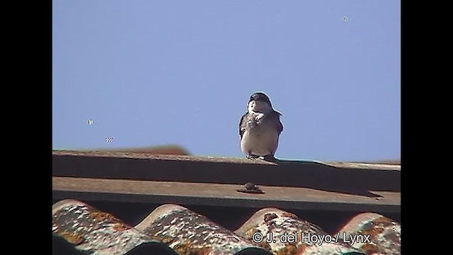 Chilean Swallow - ML611118447