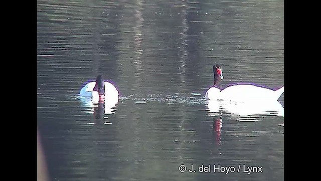 Cygne à cou noir - ML611118463