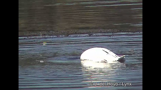 Cygne à cou noir - ML611118464