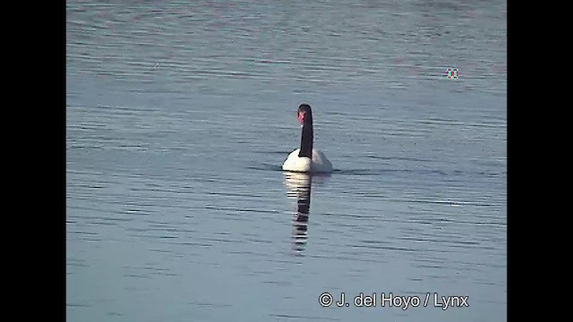 Black-necked Swan - ML611118466