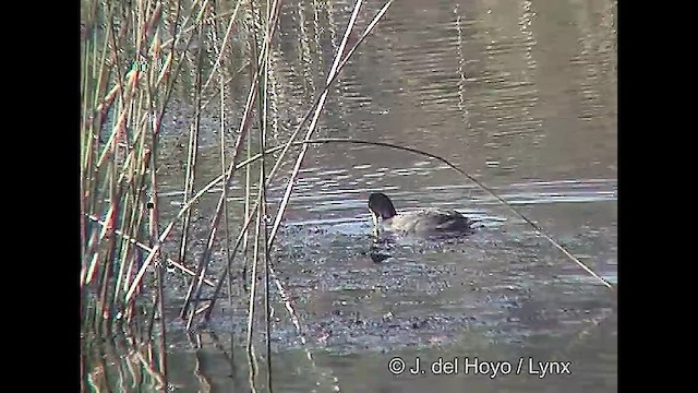 Red-gartered Coot - ML611118511