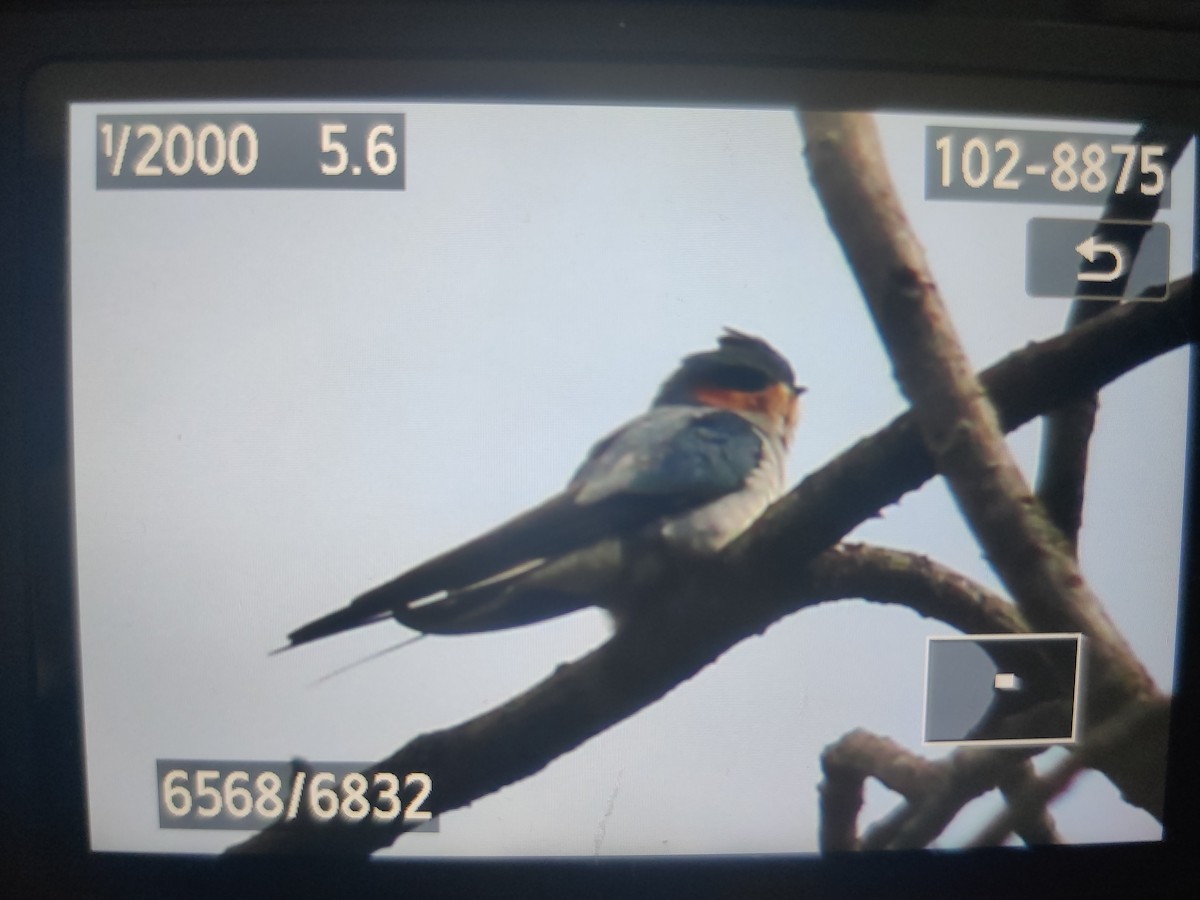 Crested Treeswift - ML611118520