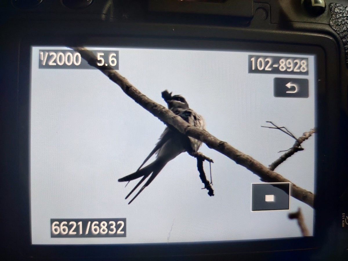 Crested Treeswift - ML611118521