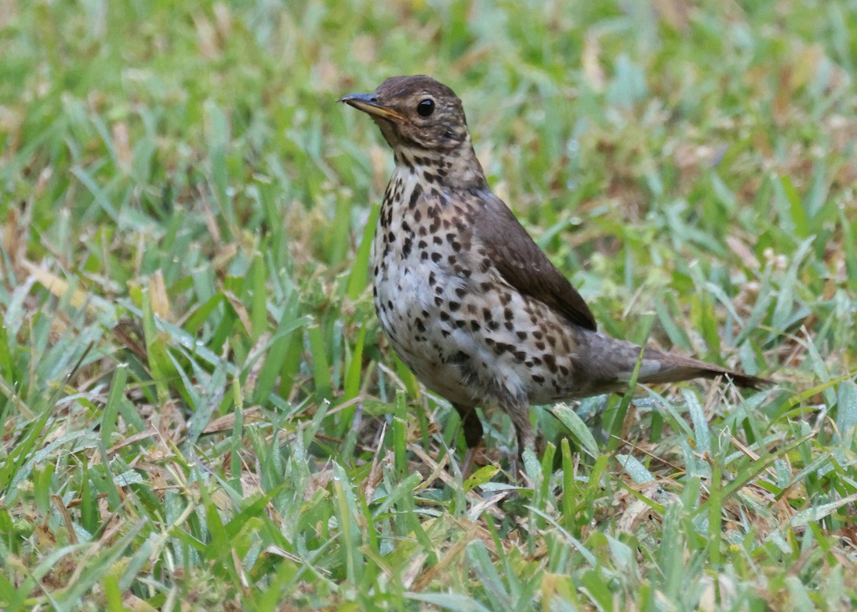 Song Thrush - ML611118527