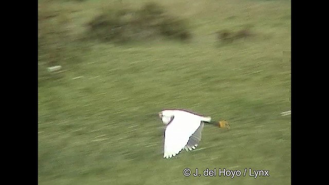 Snowy Egret - ML611118528