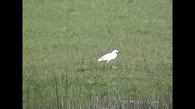 Snowy Egret - ML611118529