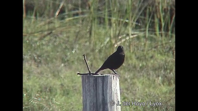 Yellow-winged Blackbird - ML611118539