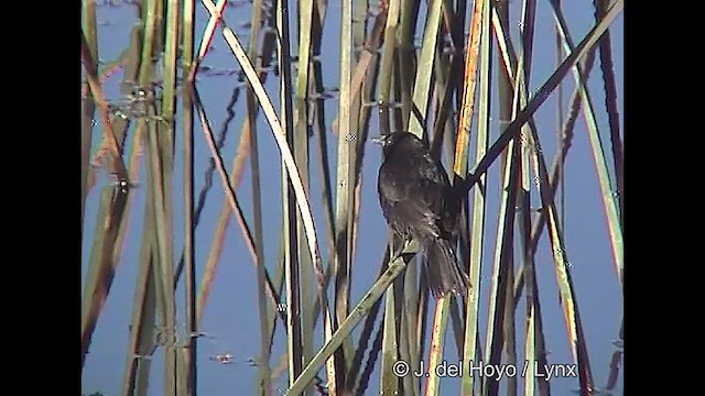 Yellow-winged Blackbird - ML611118540