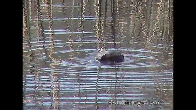 Red-fronted Coot - ML611118568