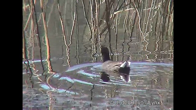 Red-fronted Coot - ML611118570