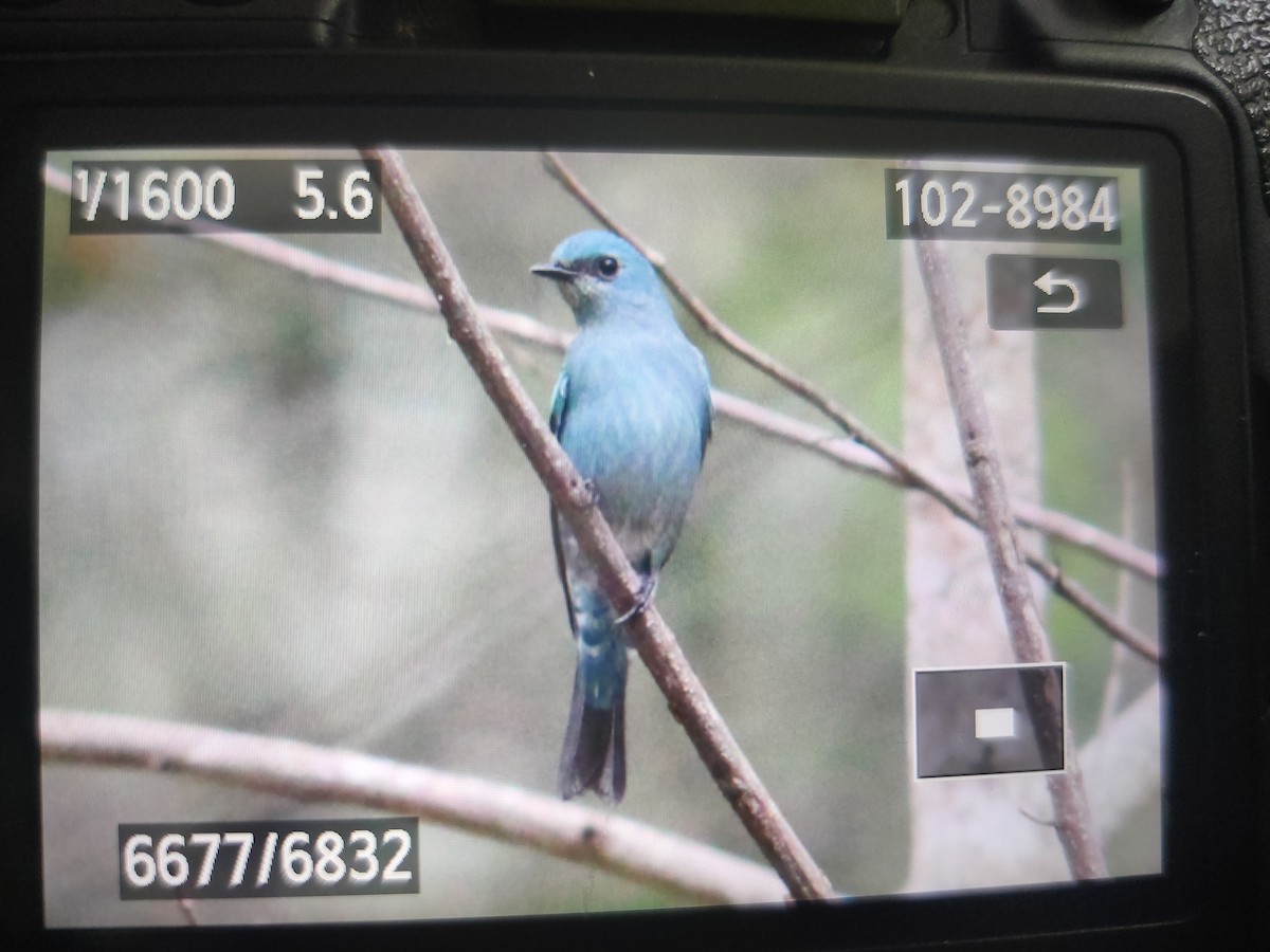 Verditer Flycatcher - ML611118578