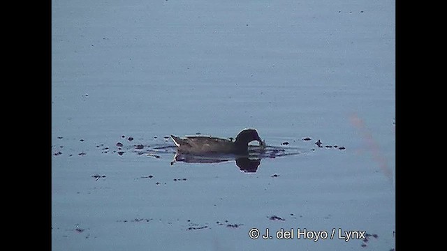 Red-fronted Coot - ML611118584