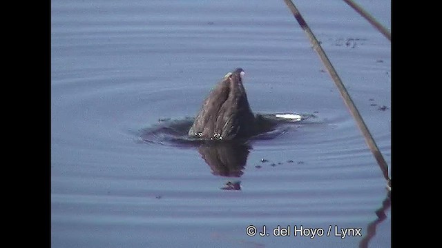 Red-fronted Coot - ML611118585