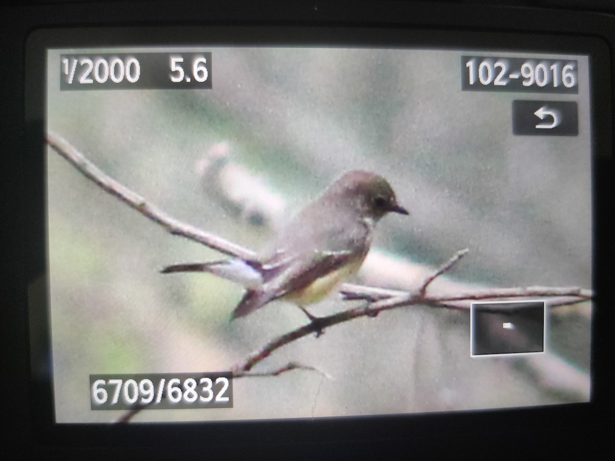 Taiga Flycatcher - ML611118586