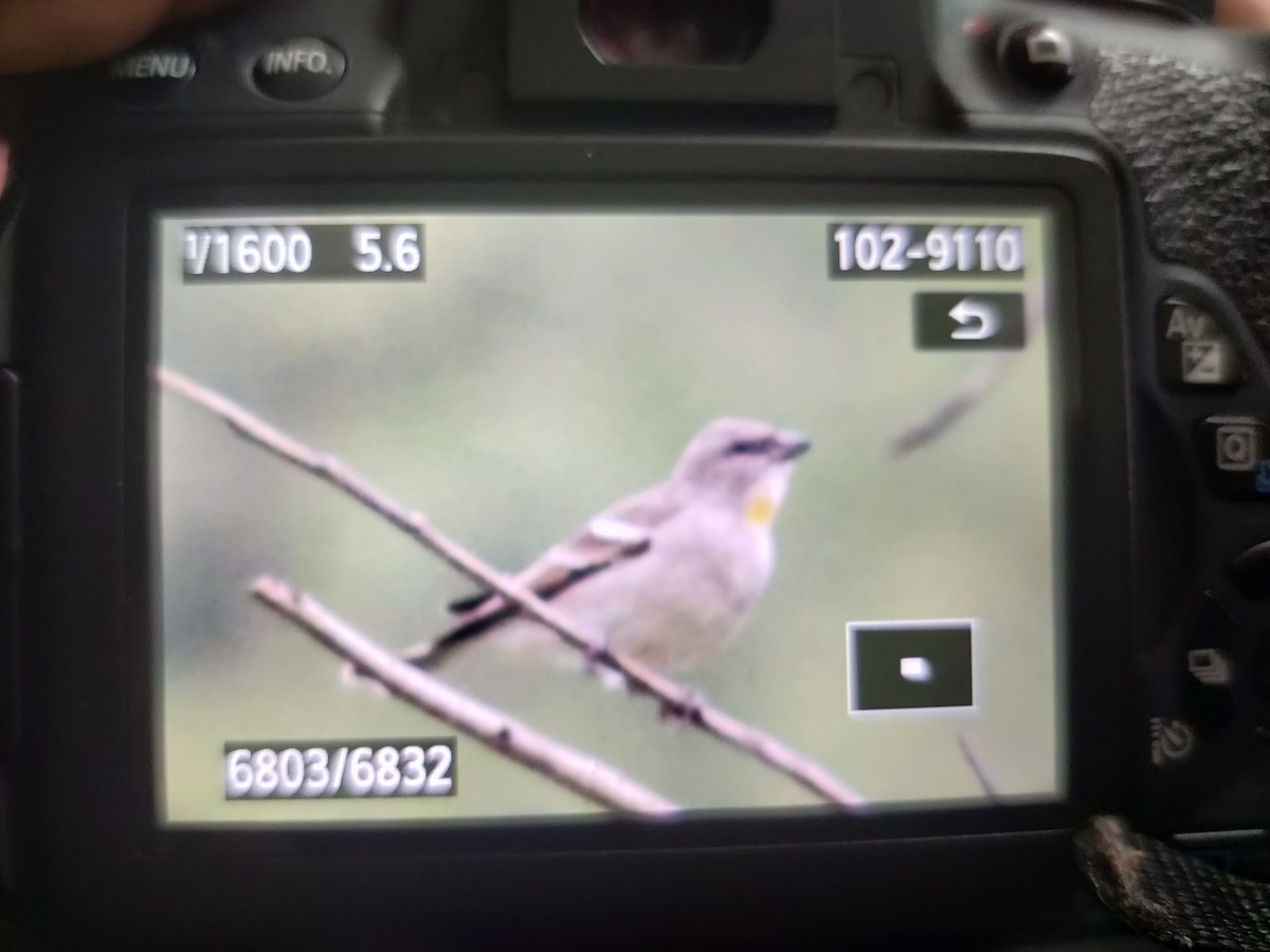 Yellow-throated Sparrow - ML611118597