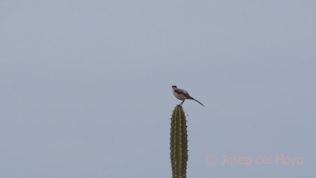 Tropical Mockingbird (Southern) - ML611118602