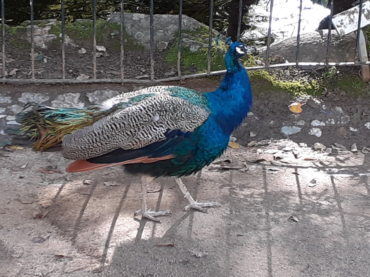 Indian Peafowl (Domestic type) - ML611118633