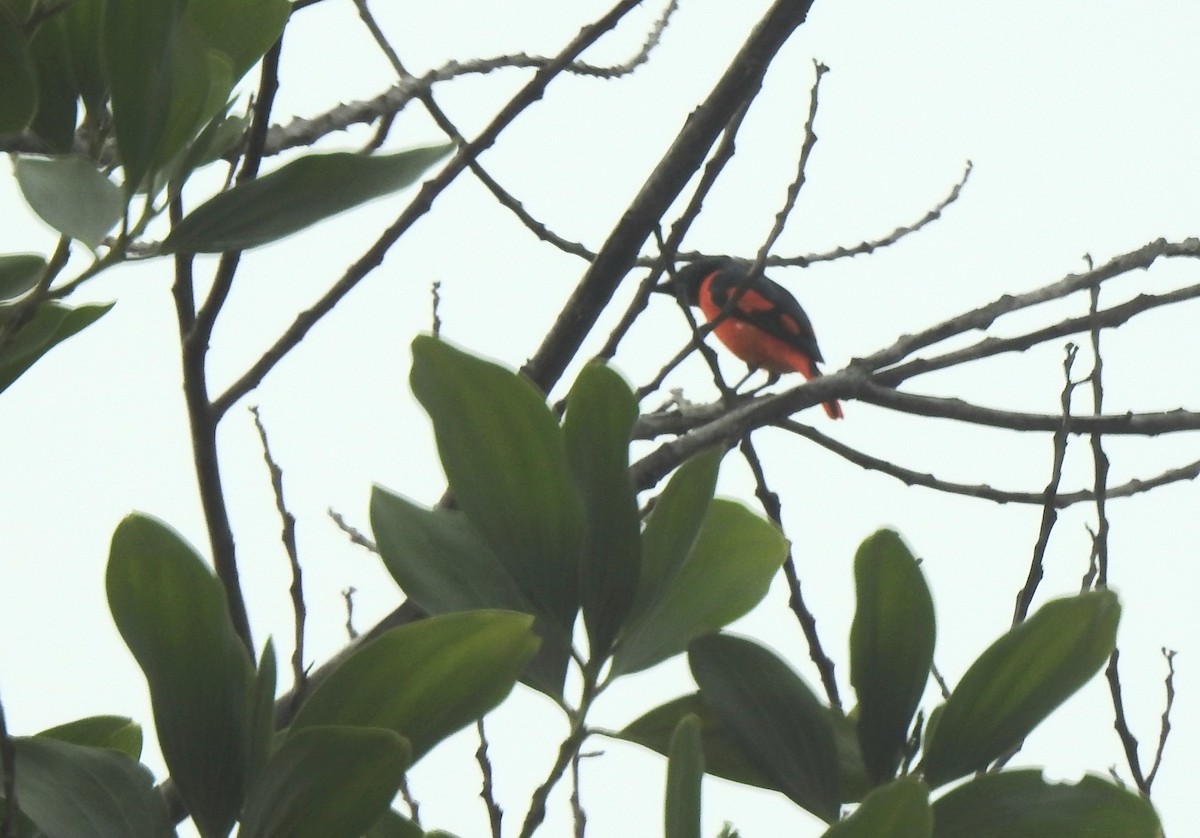 Minivet mandarin - ML611118635