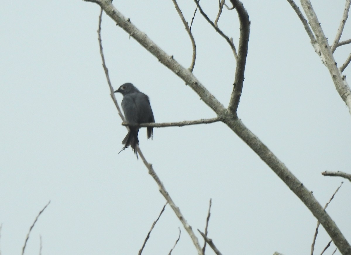 Ashy Drongo - ML611118637