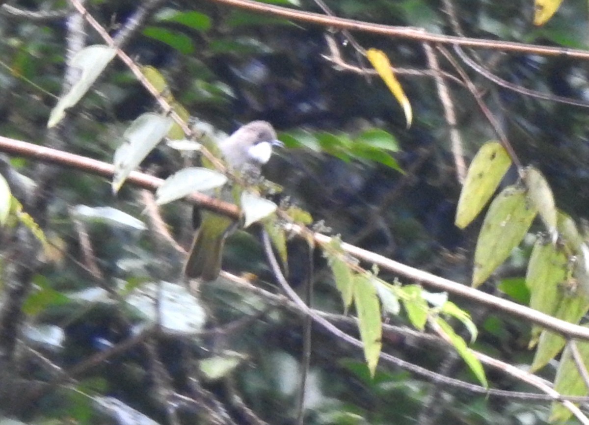 Cinereous Bulbul - ML611118639