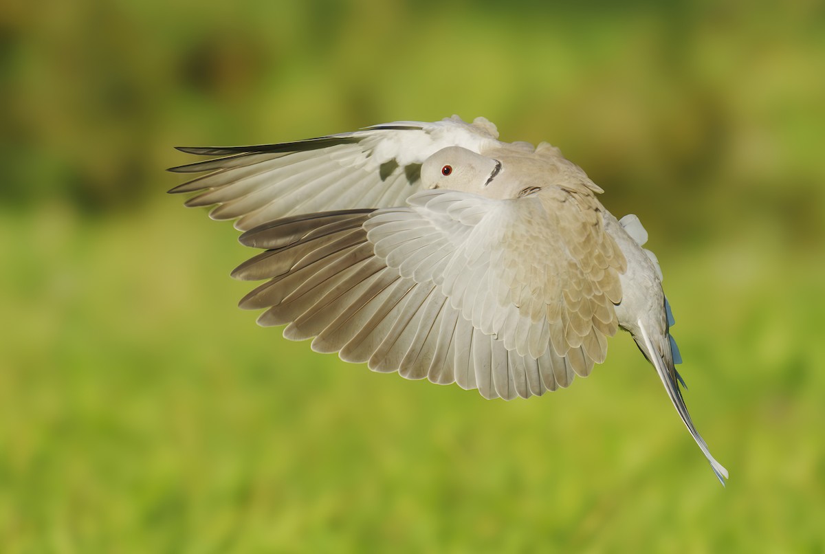 Eurasian Collared-Dove - ML611118643