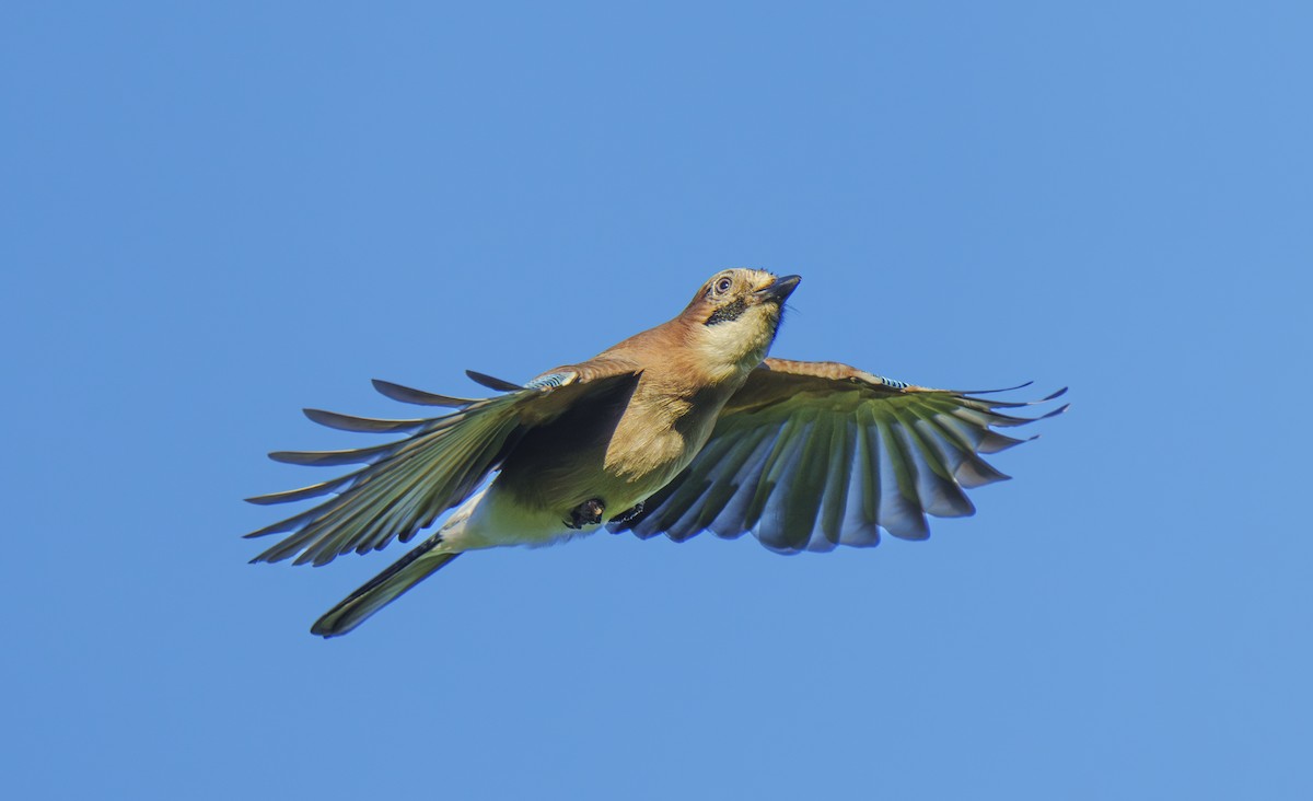 Eurasian Jay - ML611118644