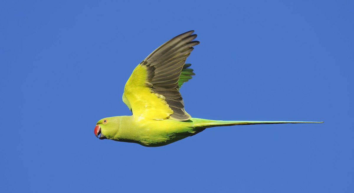 Rose-ringed Parakeet - ML611118645