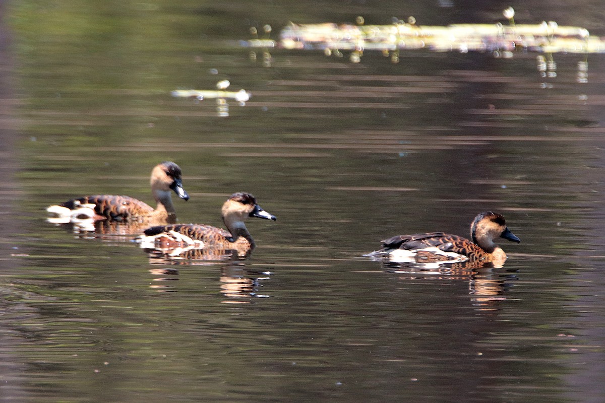 Wandering Whistling-Duck - ML611118658