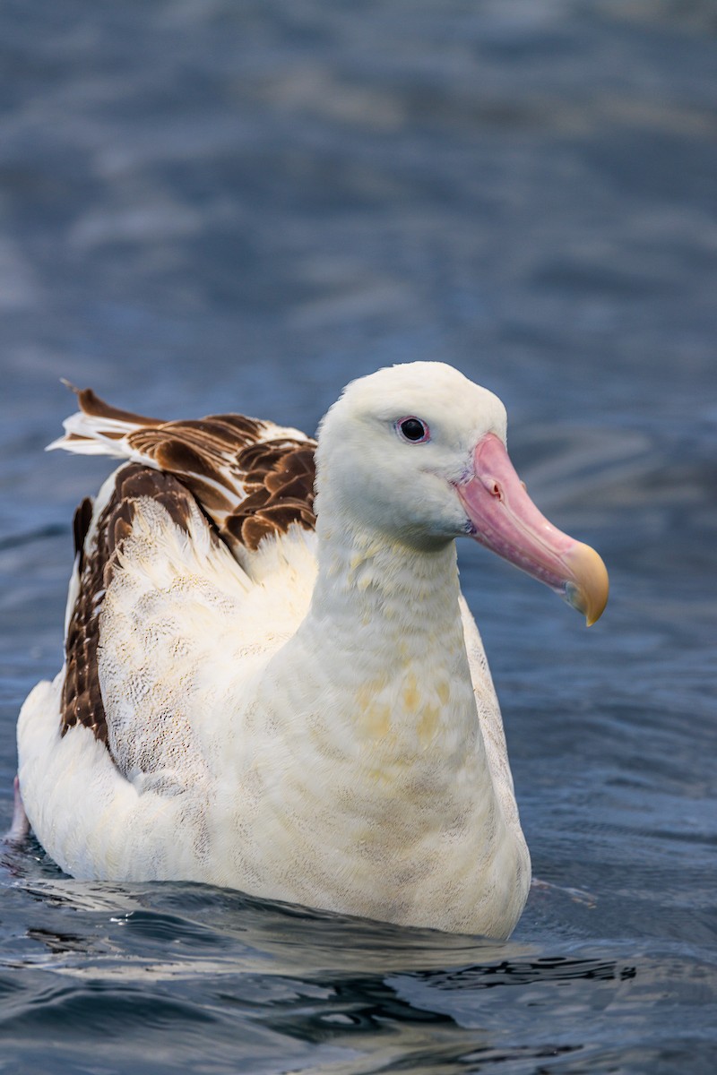 albatros stěhovavý - ML611118687
