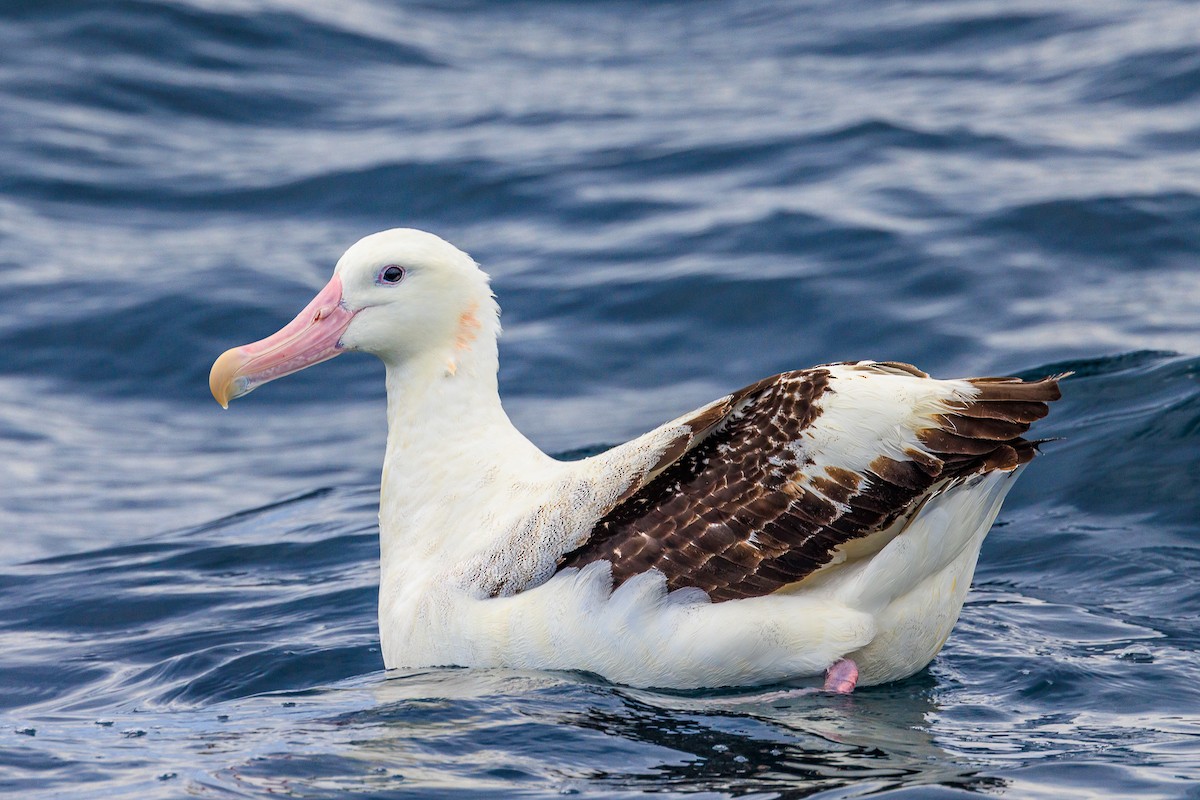 albatros stěhovavý - ML611118688