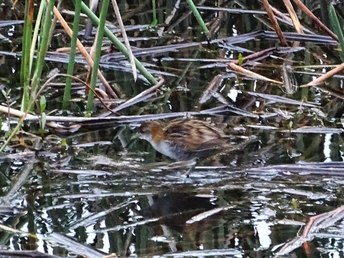 Baillon's Crake - ML611118822