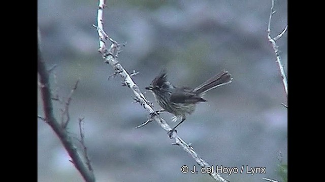 Tufted Tit-Tyrant - ML611118862