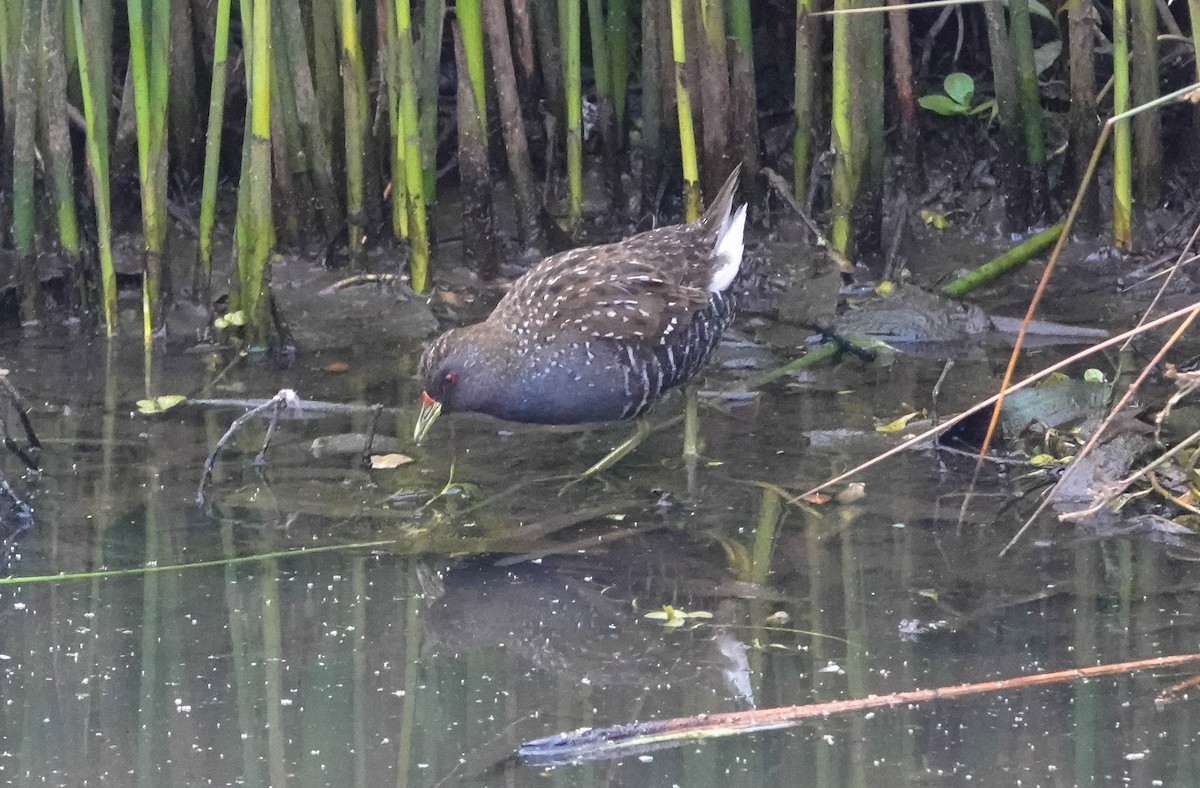 Australian Crake - ML611118987