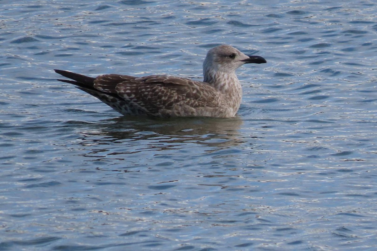 Lesser Black-backed Gull - ML611119006