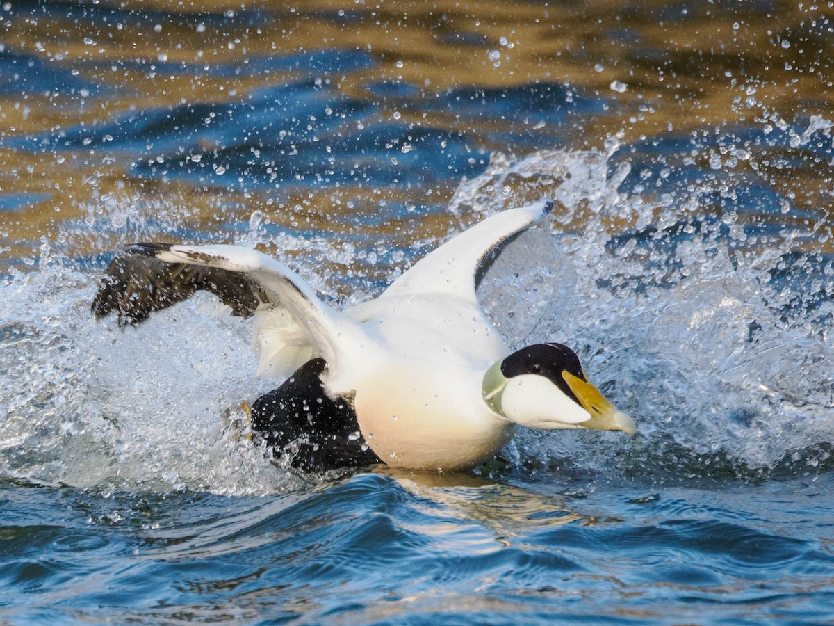Common Eider - ML611119040