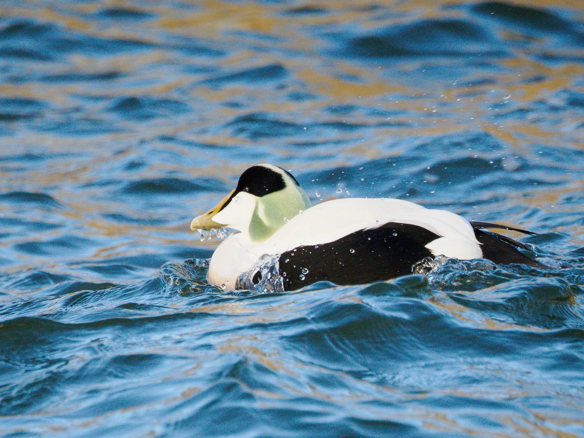 Common Eider - ML611119041