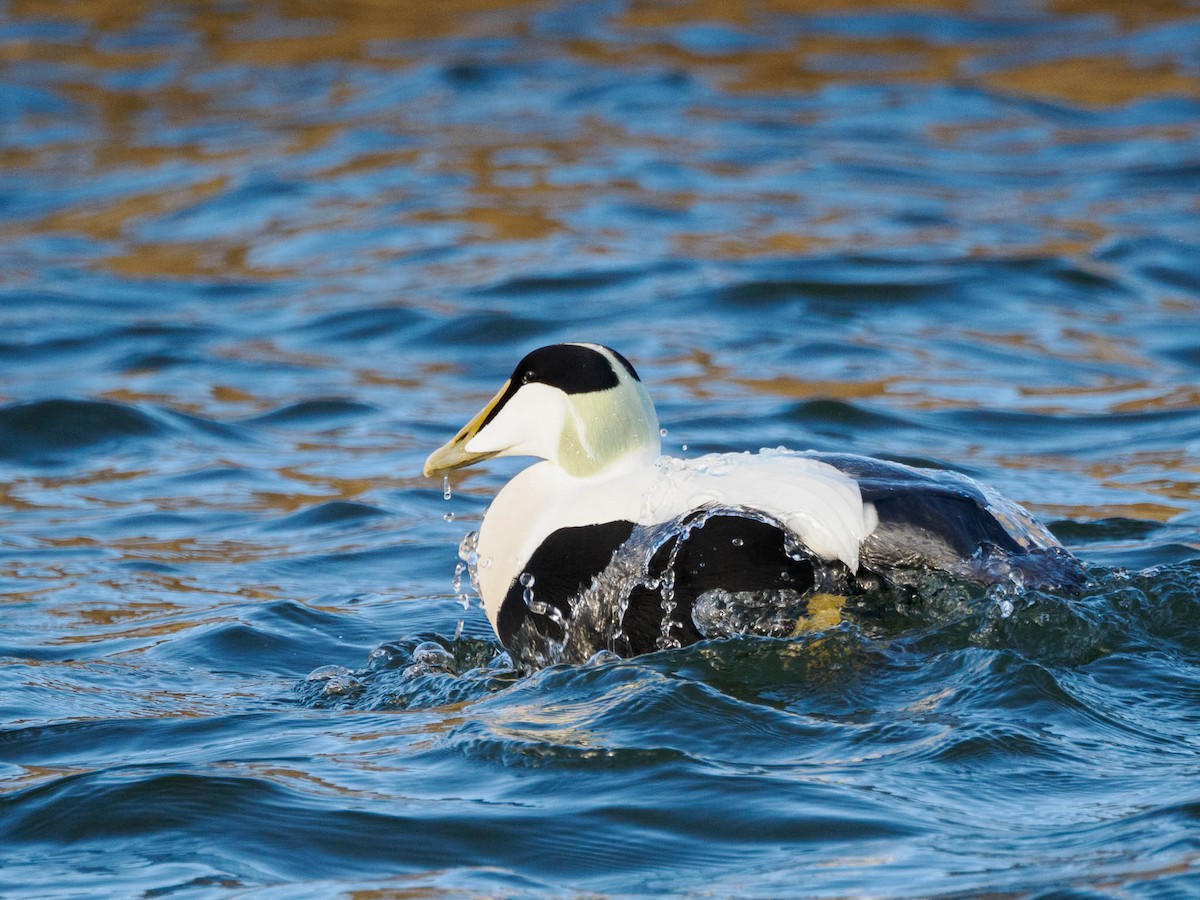 Common Eider - ML611119042