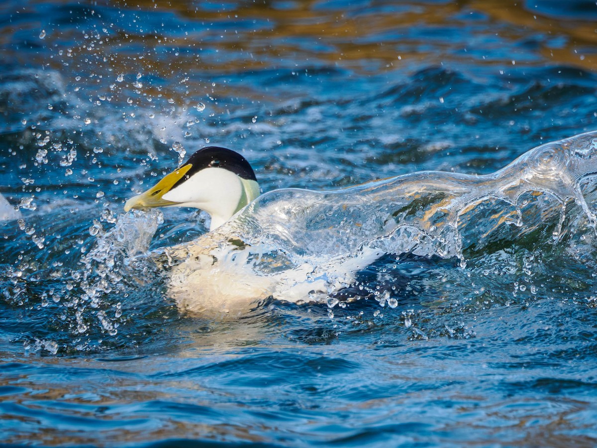 Common Eider - ML611119043