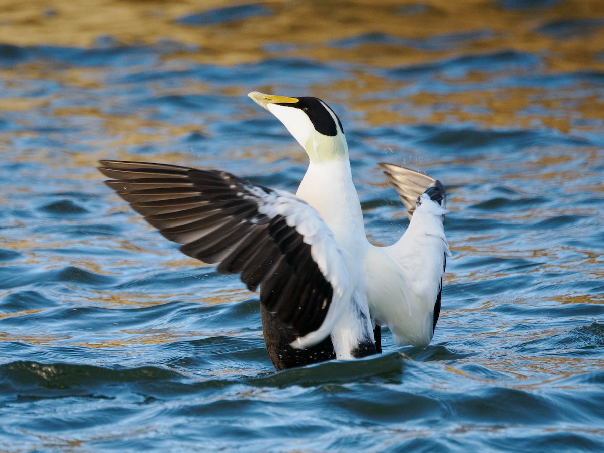 Common Eider - ML611119044