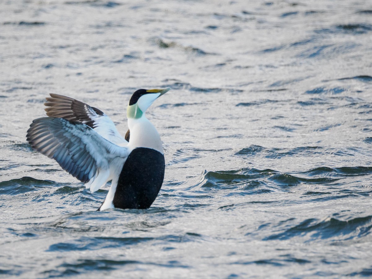 Common Eider - ML611119045