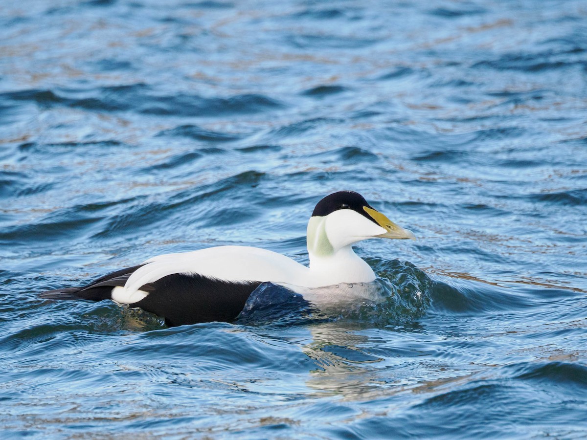 Common Eider - ML611119046