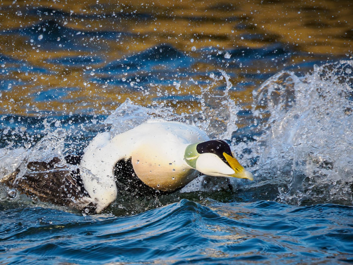 Common Eider - ML611119047