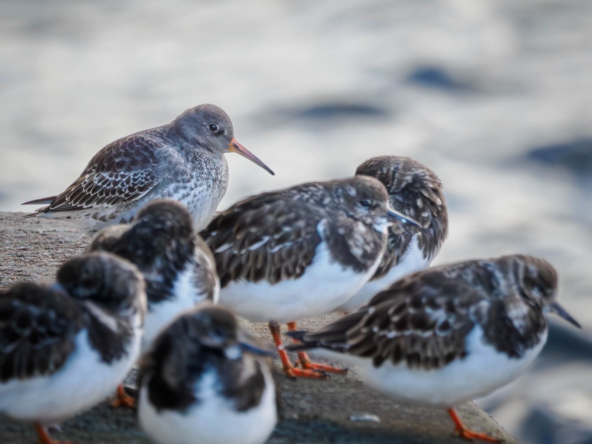 Purple Sandpiper - ML611119057