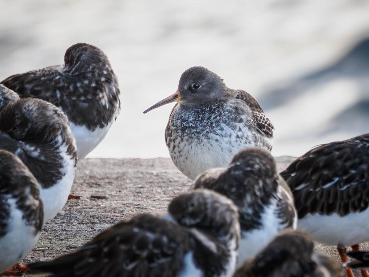 Purple Sandpiper - ML611119058