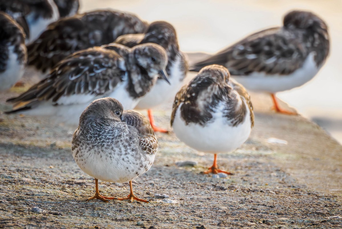 Purple Sandpiper - ML611119059