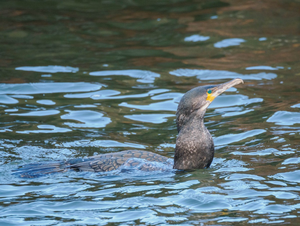 Great Cormorant - ML611119067