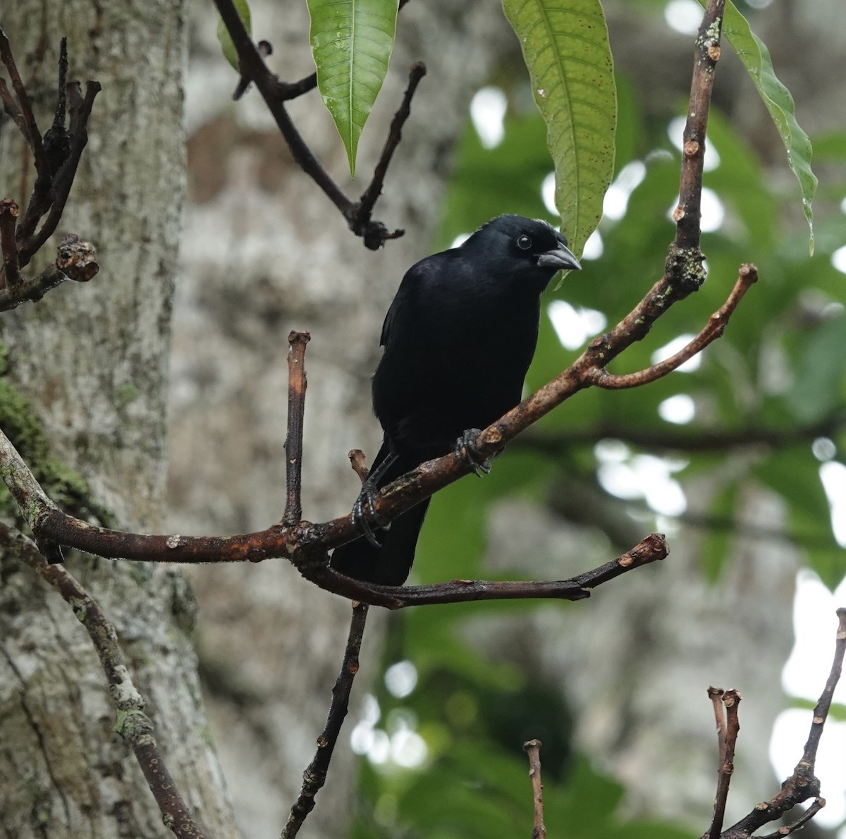 Cuban Blackbird - deidre asbjorn