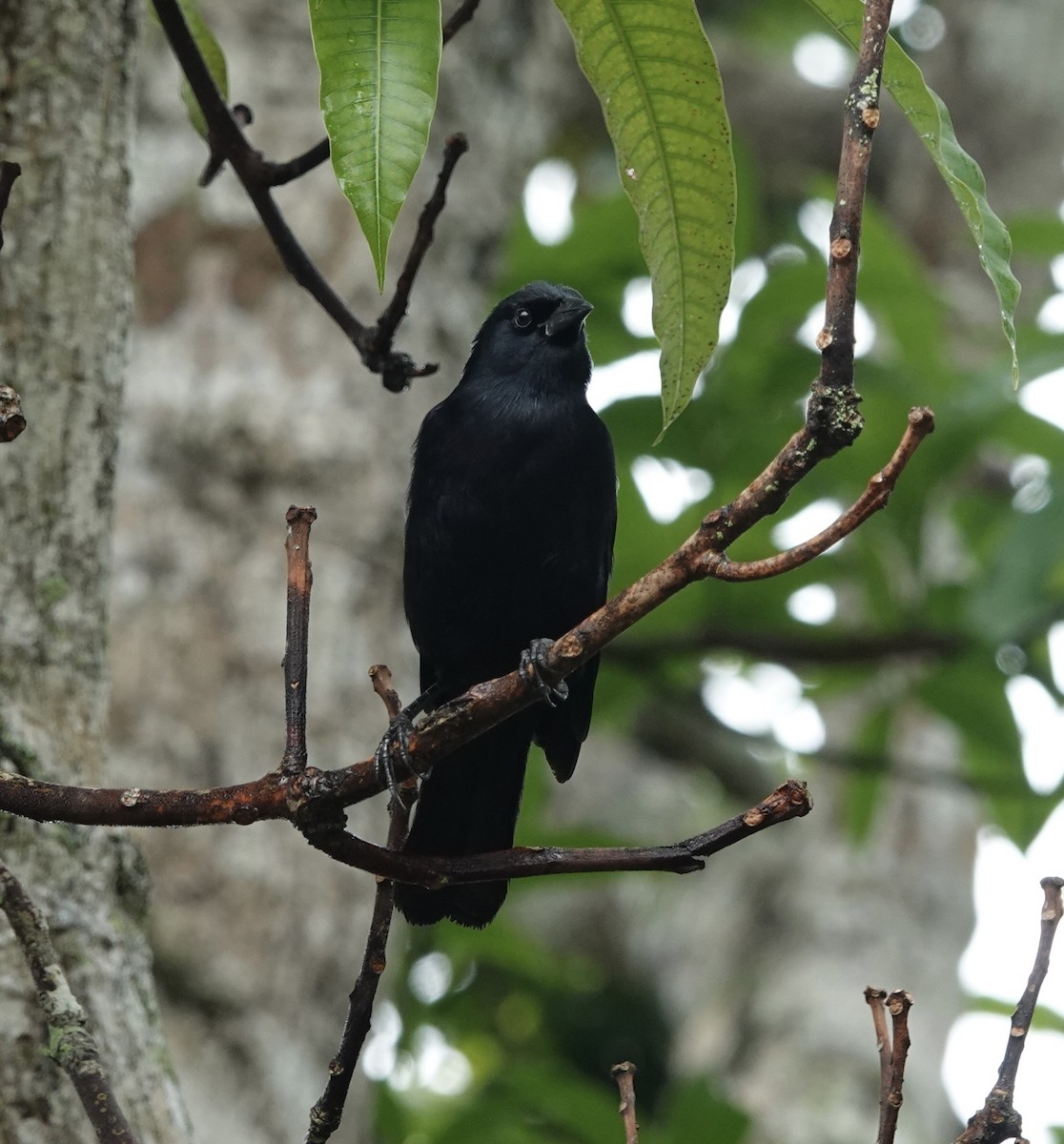Cuban Blackbird - deidre asbjorn