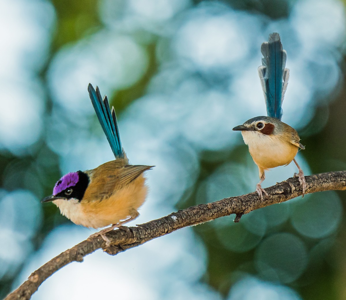 Purple-crowned Fairywren - ML611119109