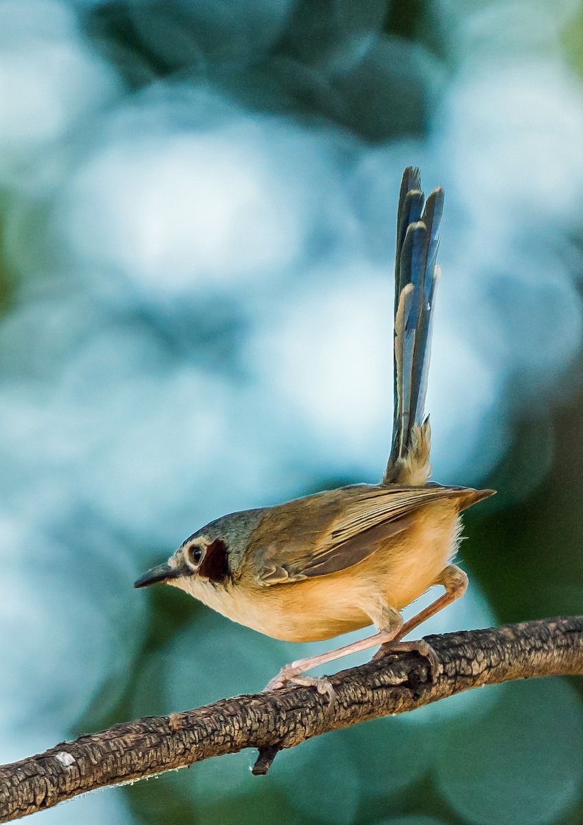 Purple-crowned Fairywren - ML611119111